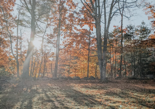 backyard with sun shining through the trees