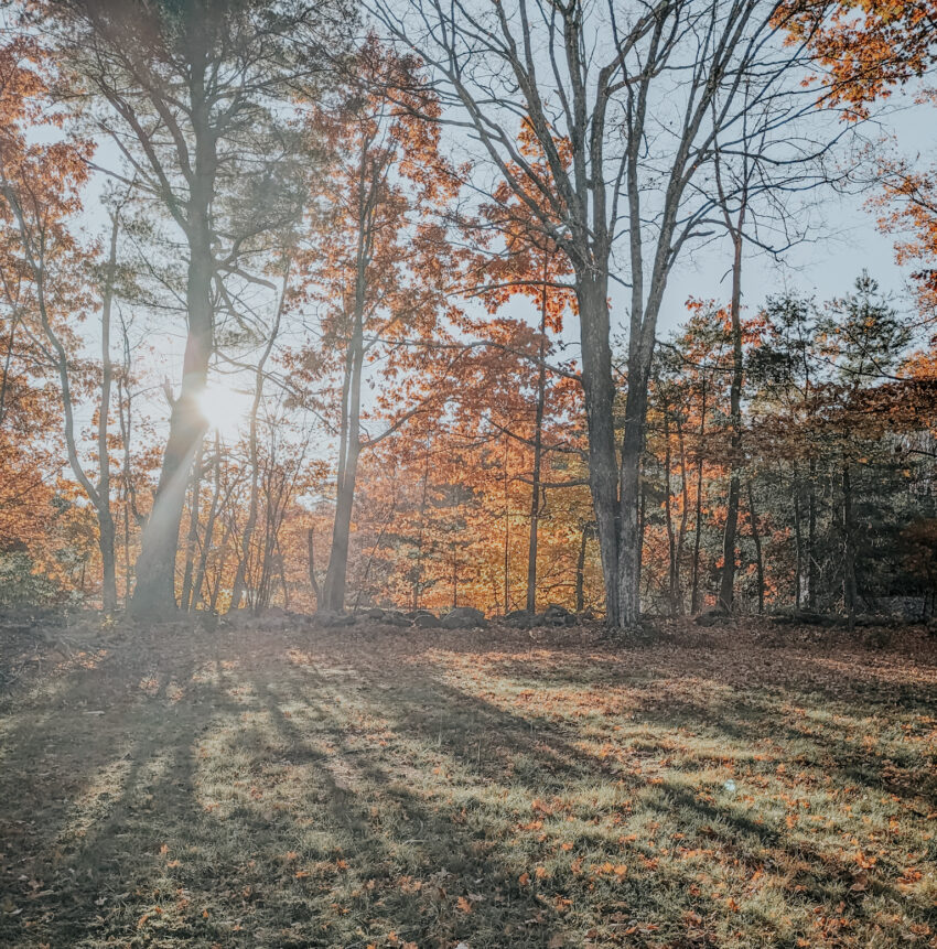 backyard with sun shining through the trees